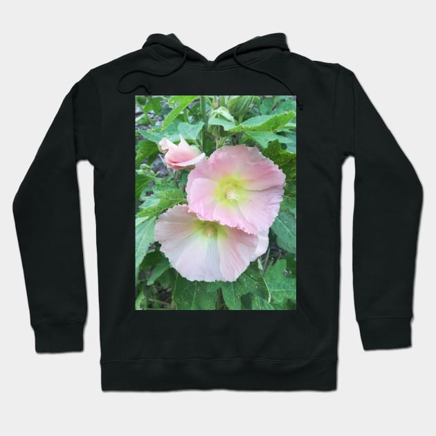 Pale pink hollyhocks photograph Hoodie by esvb